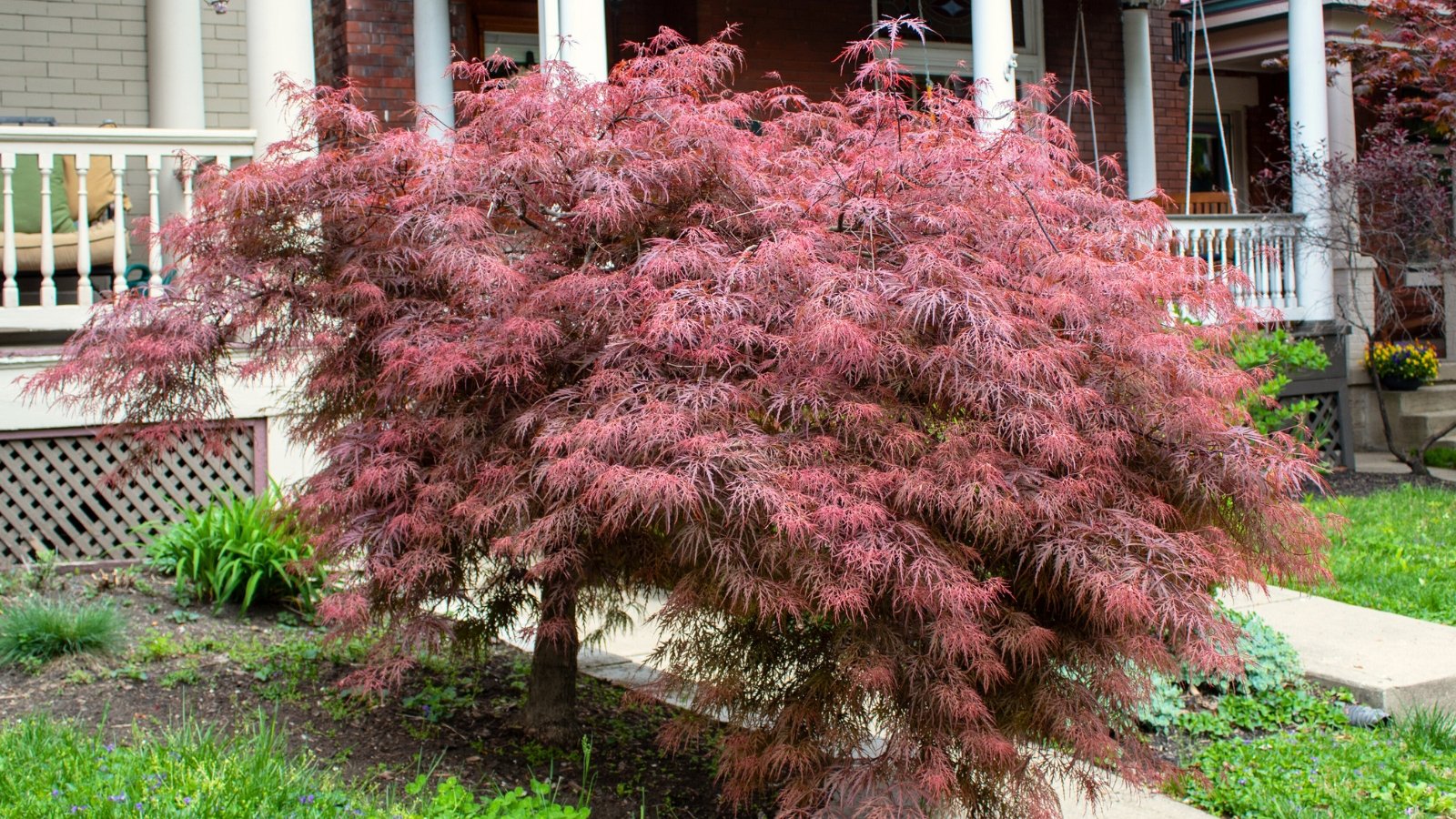 A graceful, weeping tree with finely dissected, lace-like leaves that are deep crimson, cascading elegantly toward the ground in front of the house.