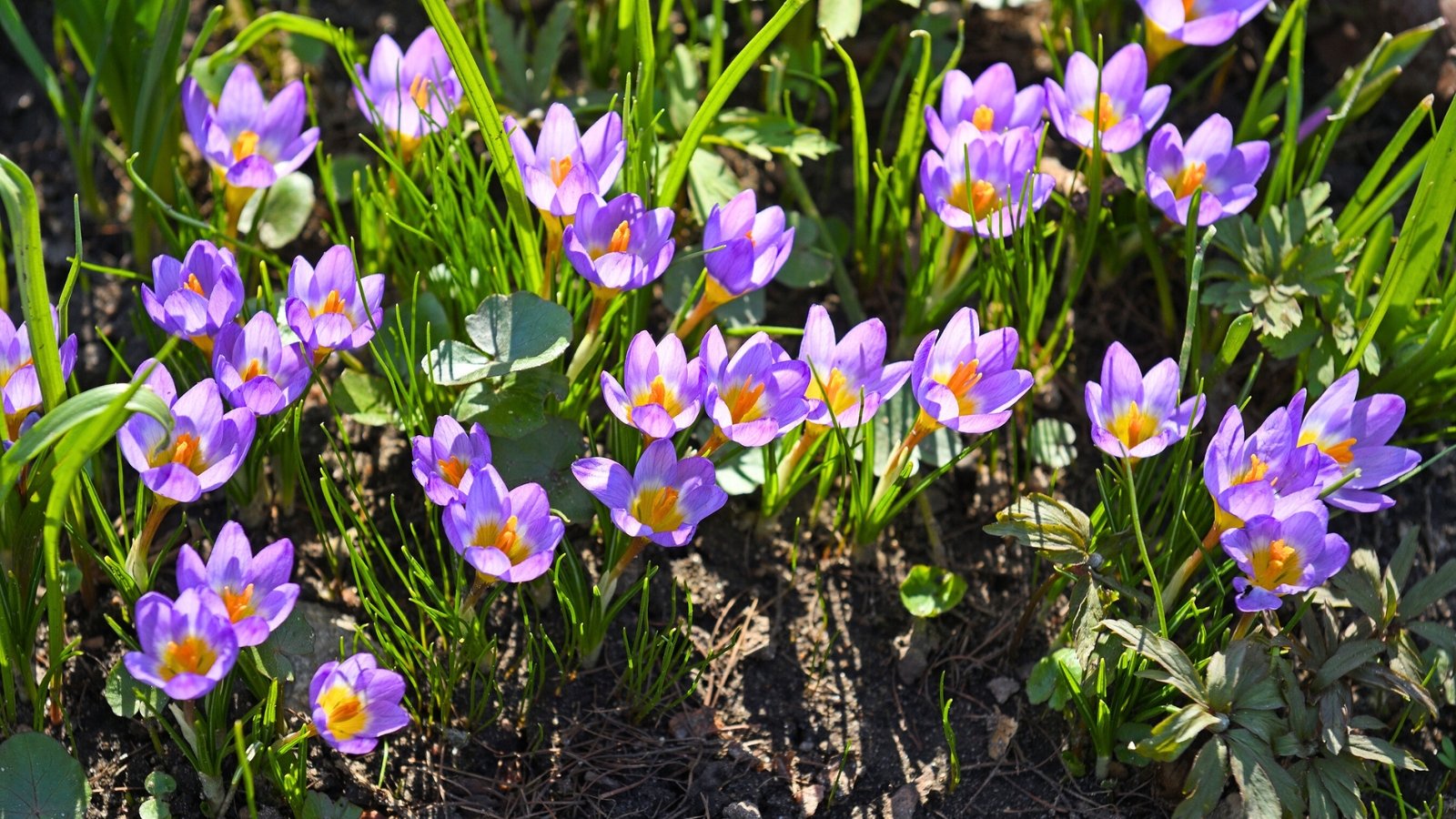 A patch of low-growing, cup-shaped flowers displays six vibrant purple petals and bright orange stamens amidst thin, grass-like green foliage.