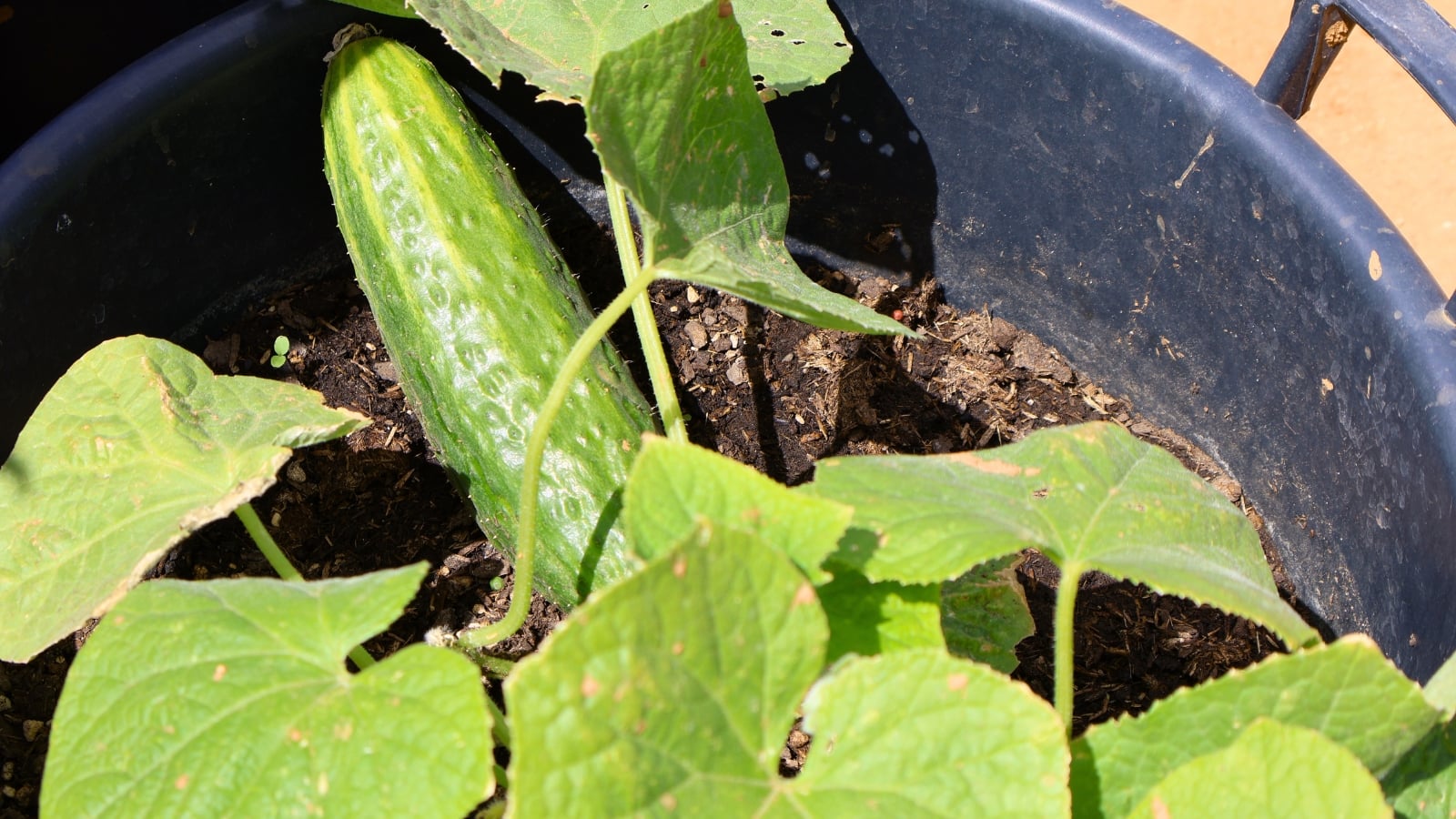 A long, cylindrical, ribbed, and bumpy green fruit lies on the dark soil, partially surrounded by large, broad, velvety green leaves on a vine.