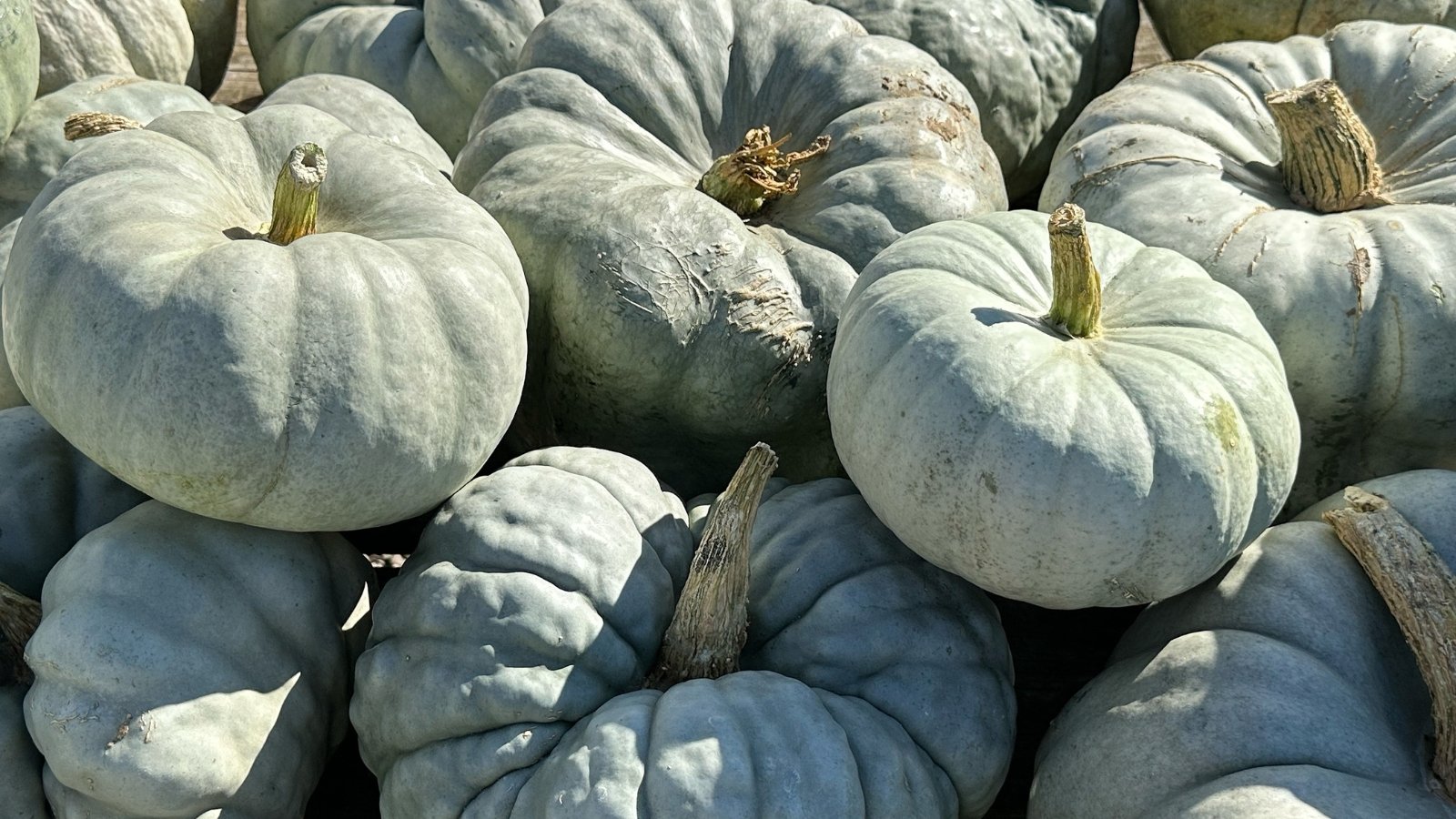 A pile of medium-sized, round to slightly flattened pumpkins with smooth, bluish-gray skin and subtle ribbing, showing a soft matte finish.