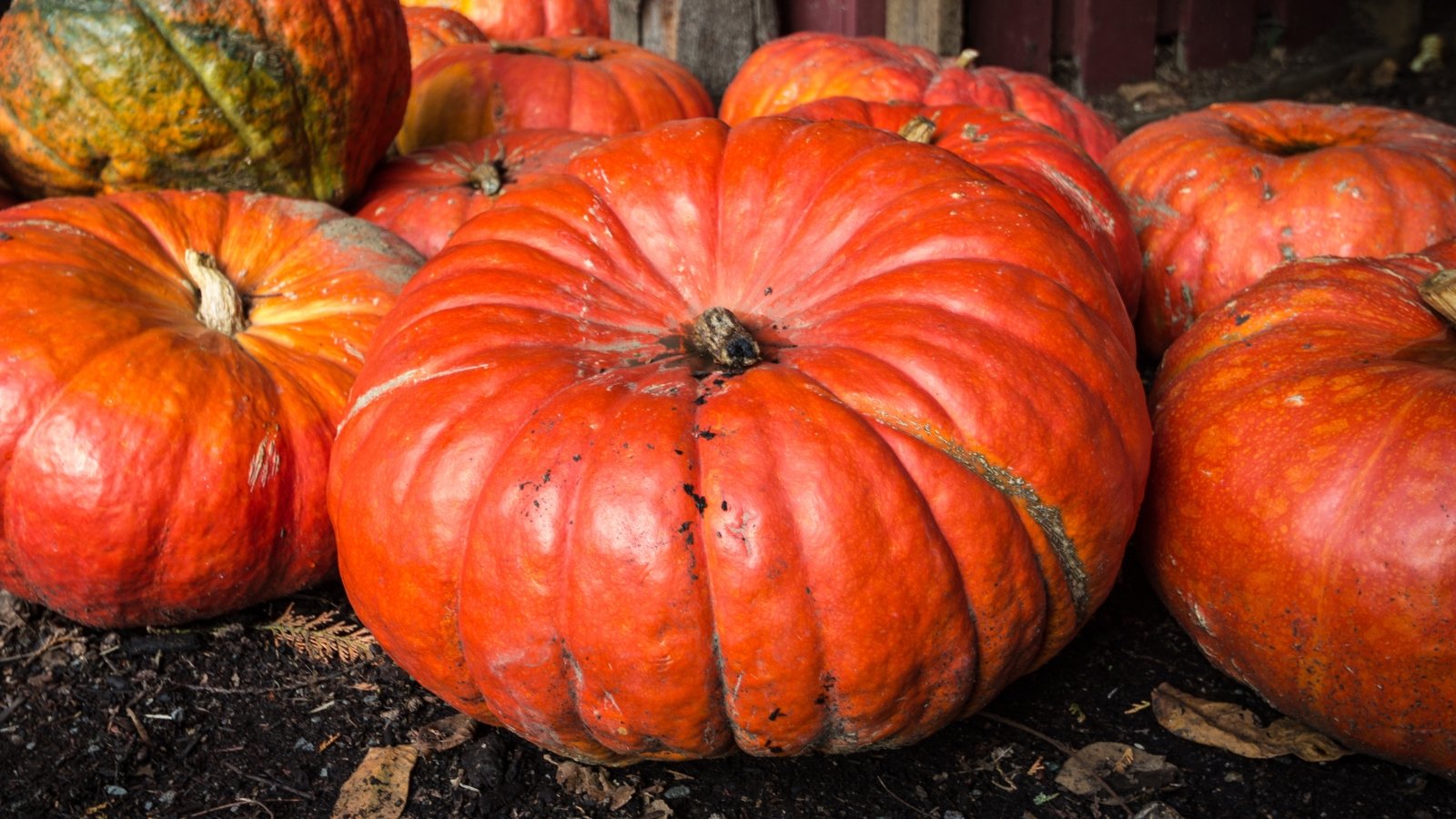 Several deep orange, heavily ribbed pumpkins with a flattened, rounded shape resembling a fairytale carriage sits stacked together.