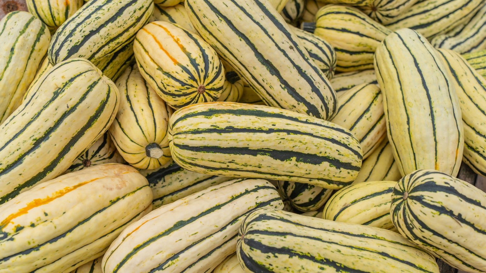 A pile of harvested delicata squash with elongated, cream-colored fruits striped with green rests together, each with a short stem intact.