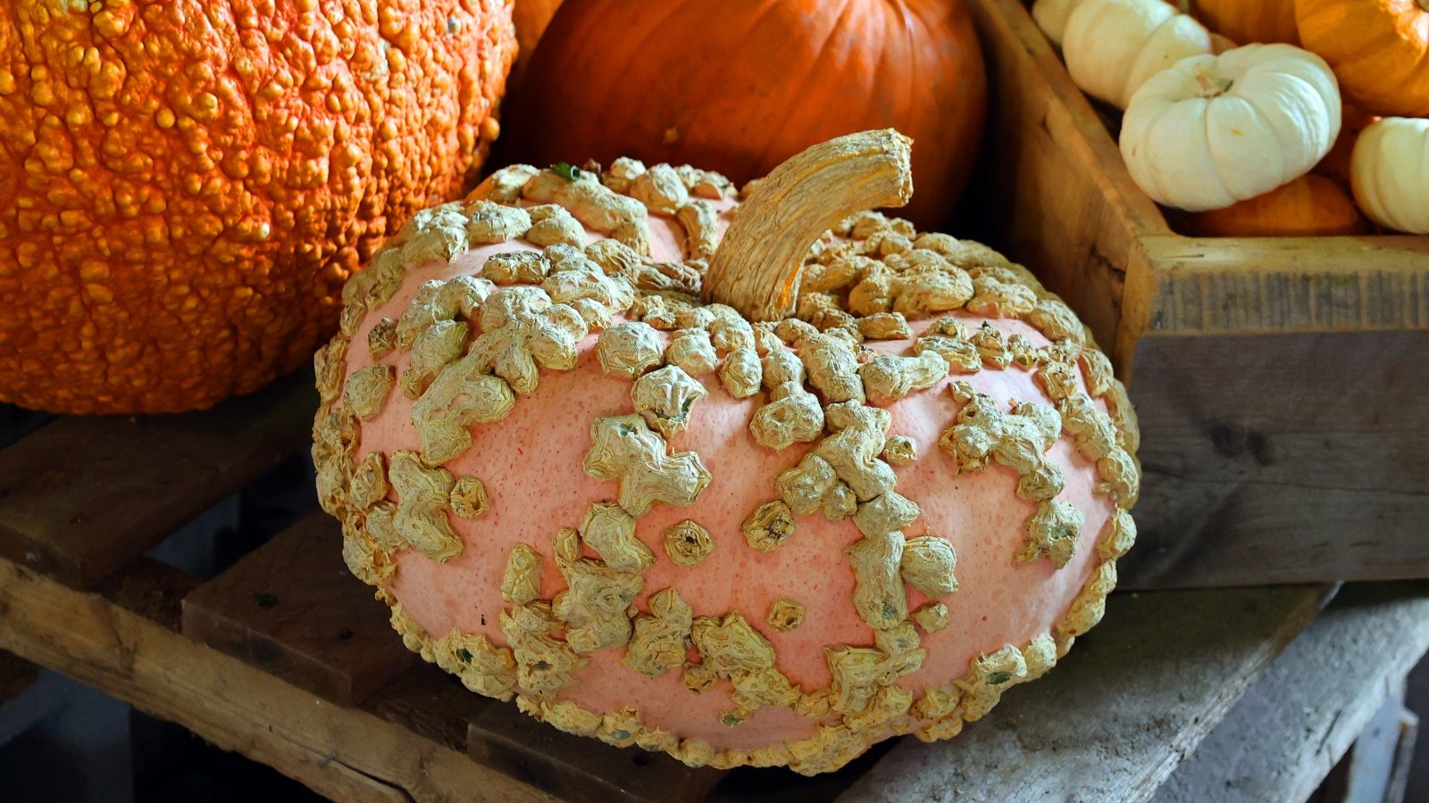 A large, pale salmon-pink pumpkin with a round, flattened shape and rough, wart-like growths on its skin sits among different pumpkin varieties of assorted colors, sizes, and textures.
