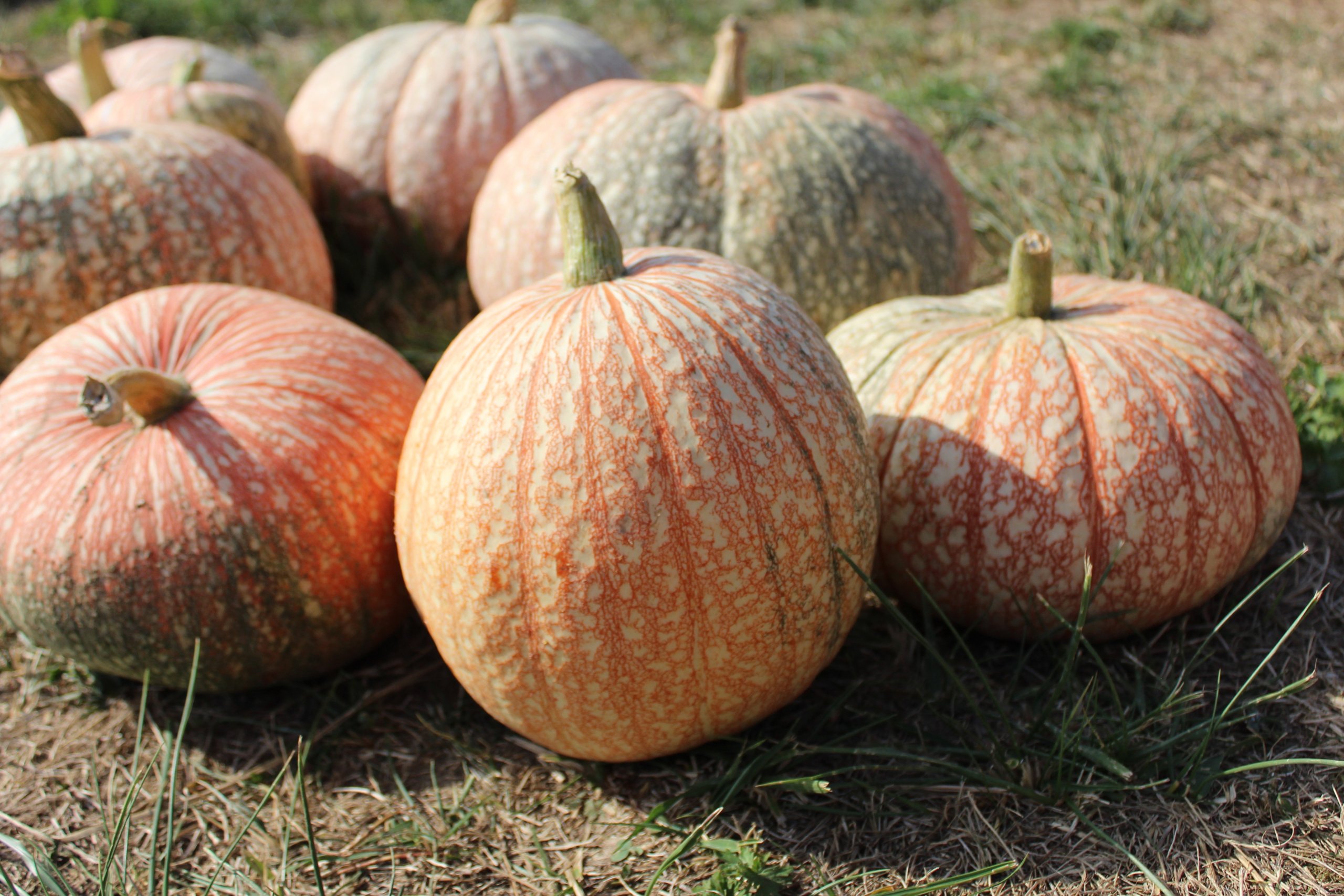 Several medium to large, irregularly shaped pumpkins with bumpy, orange skin and scattered warts, lying on green grass.