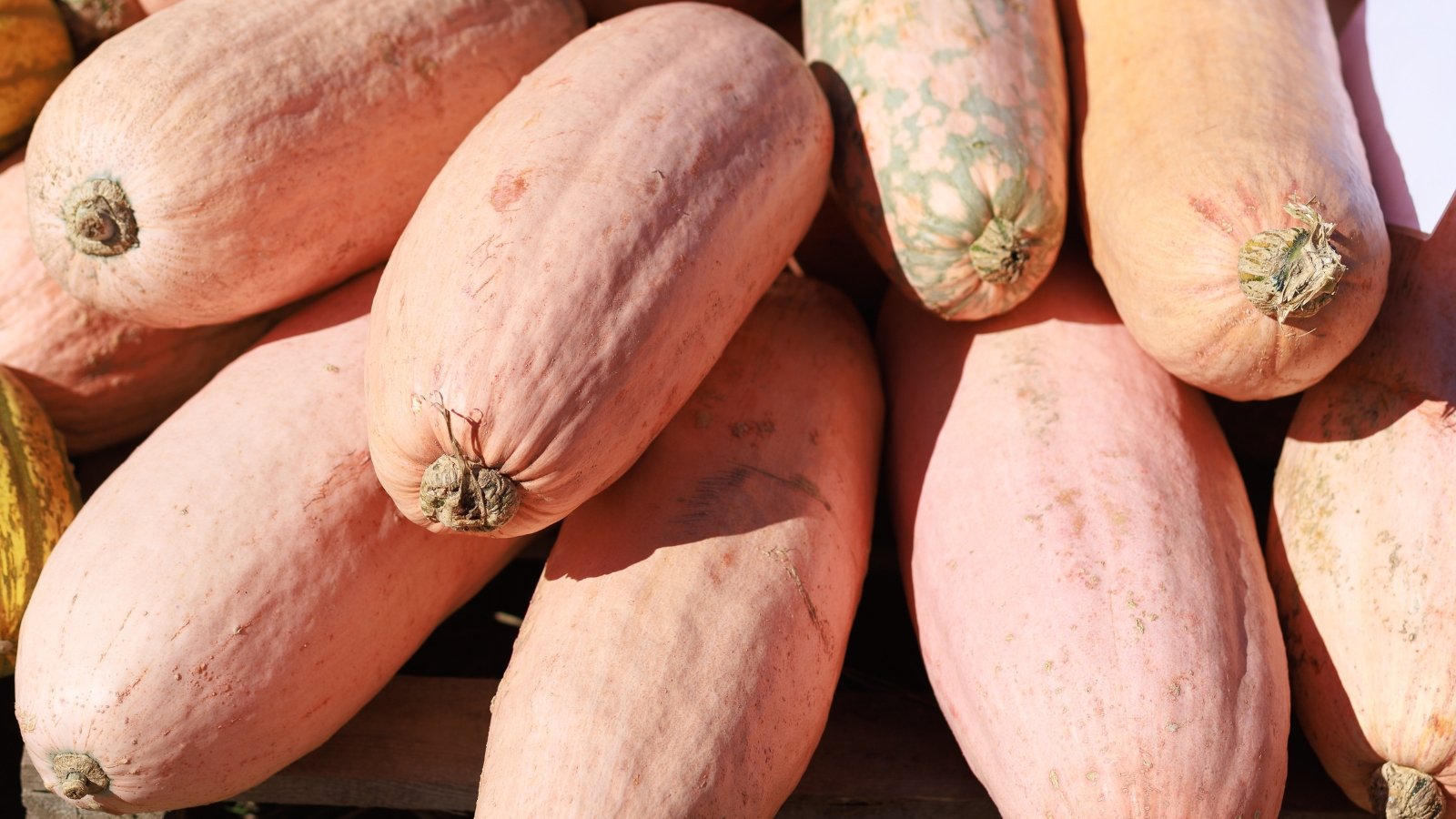 A pile of elongated, pale pink-orange squash fruits with smooth, slightly curved surfaces rests together.