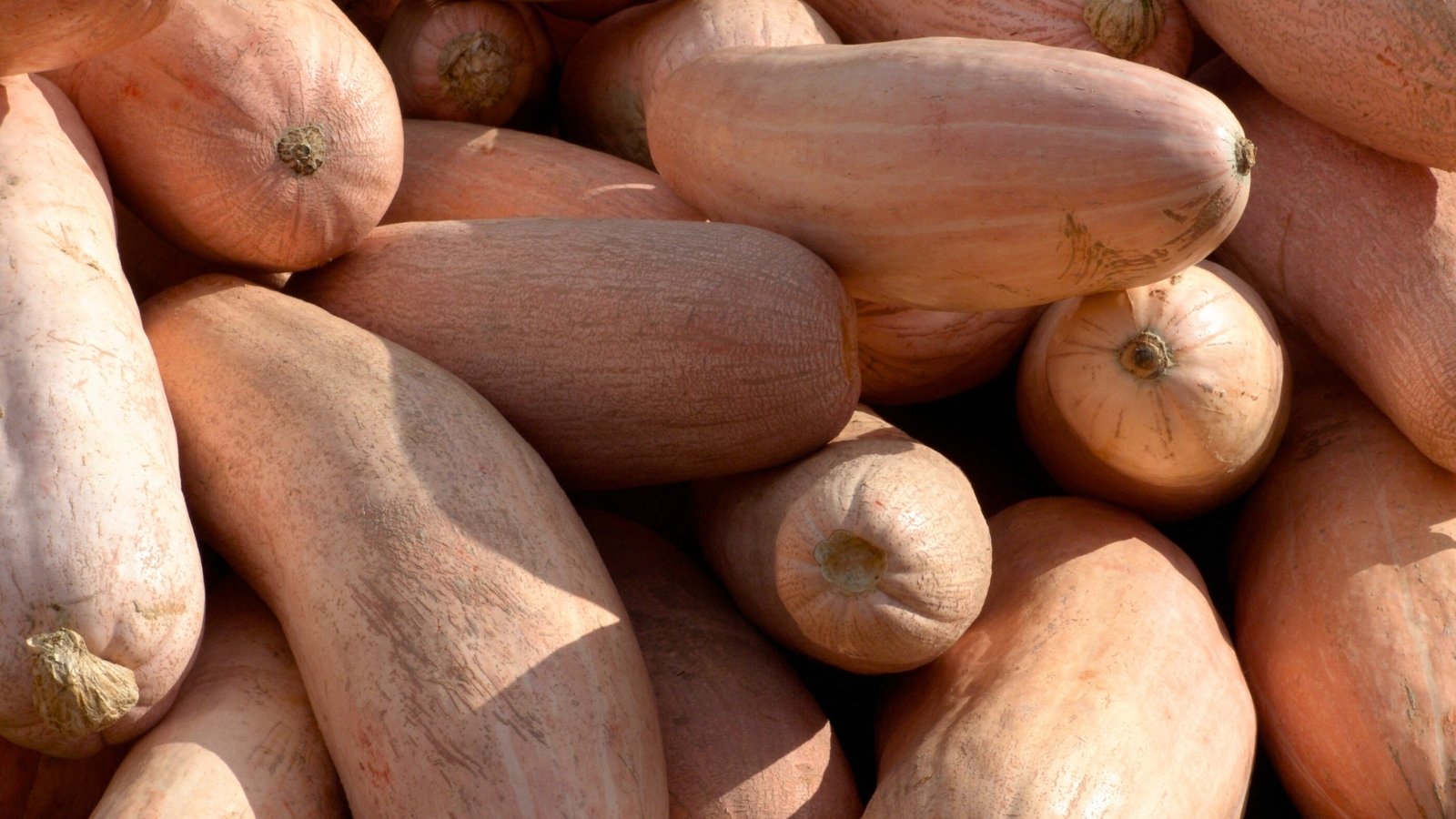 A pile of elongated, slightly curved squash with smooth pink-orange skin and tapered ends rests together.