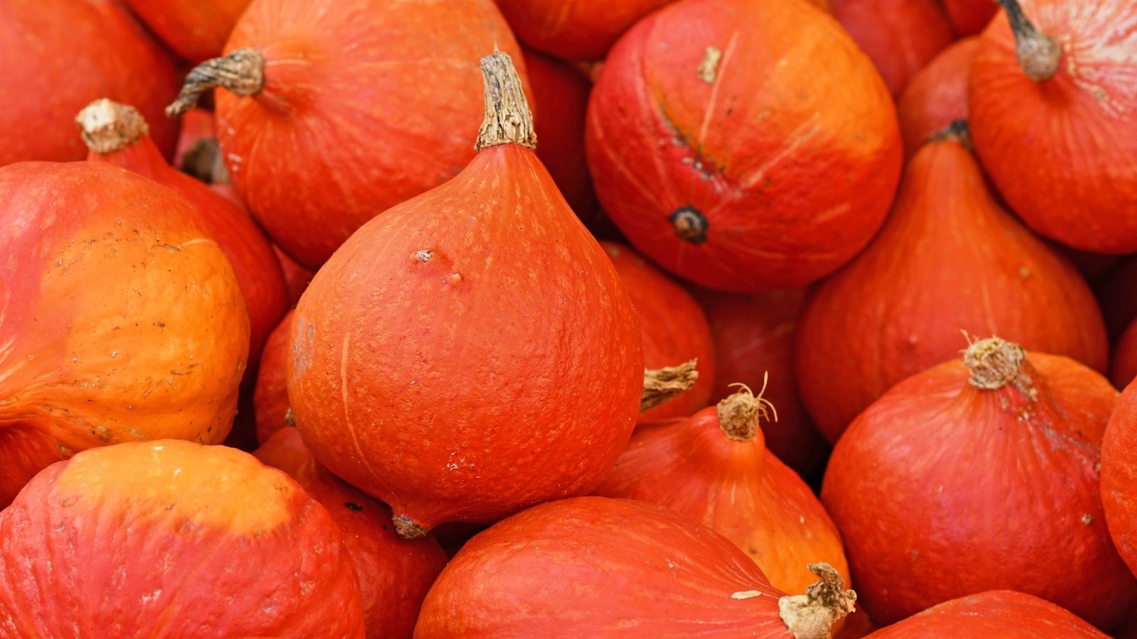 A pile of teardrop-shaped, bright reddish-orange squash fruits with smooth, matte skin is stacked together.