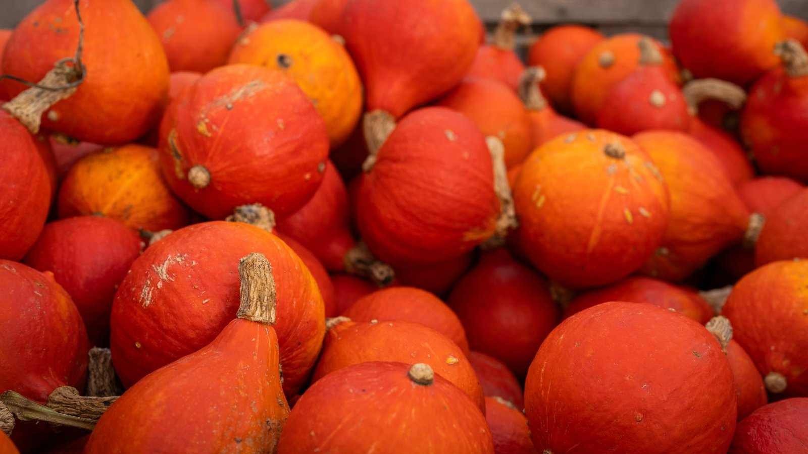 A pile of teardrop-shaped squash with smooth, bright reddish-orange skin and short green stems lies stacked in a heap.