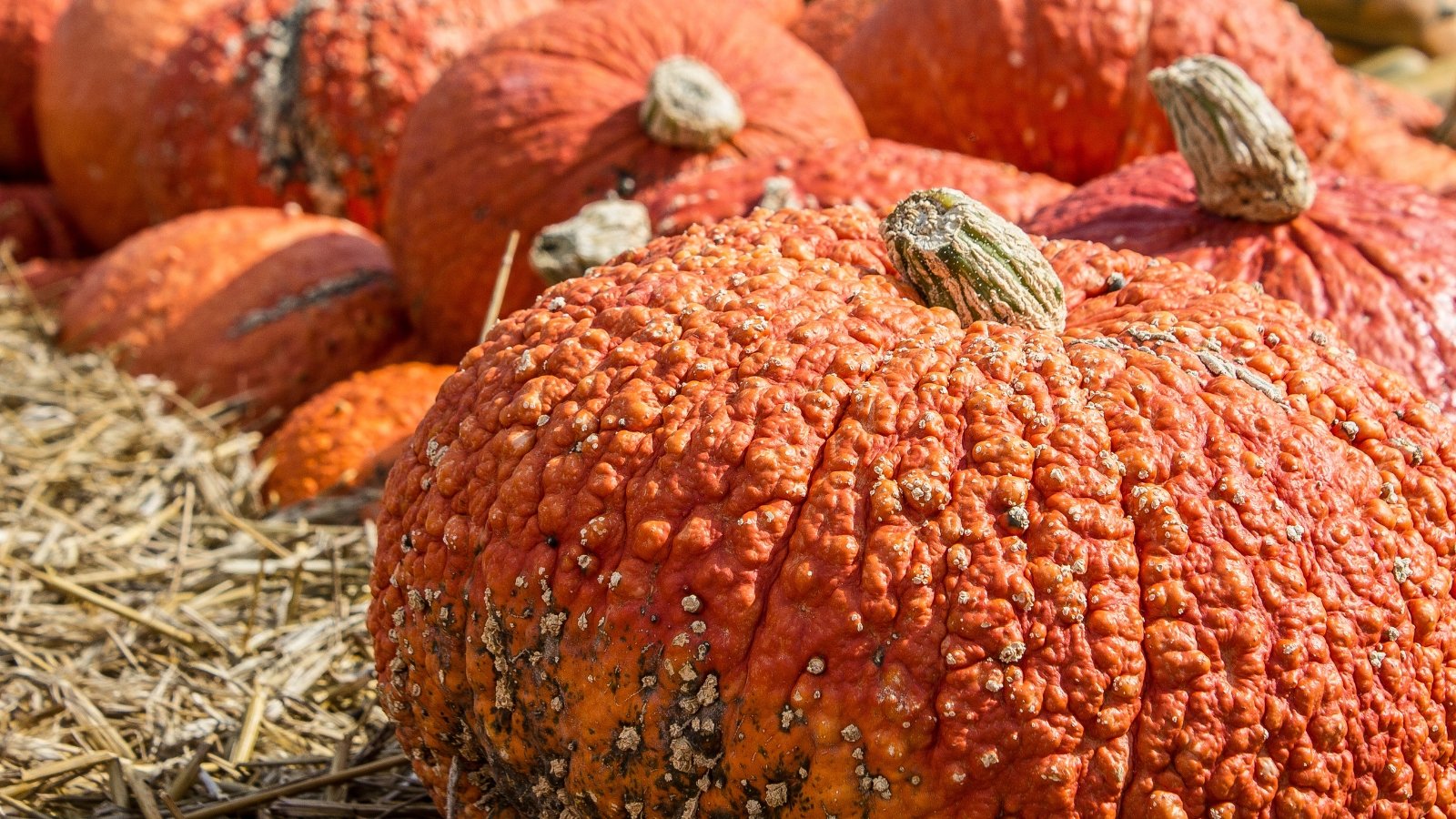 A pile of bright red-orange pumpkins with deeply ribbed, irregularly bumpy, warty skins and round, slightly flattened shapes rests together.