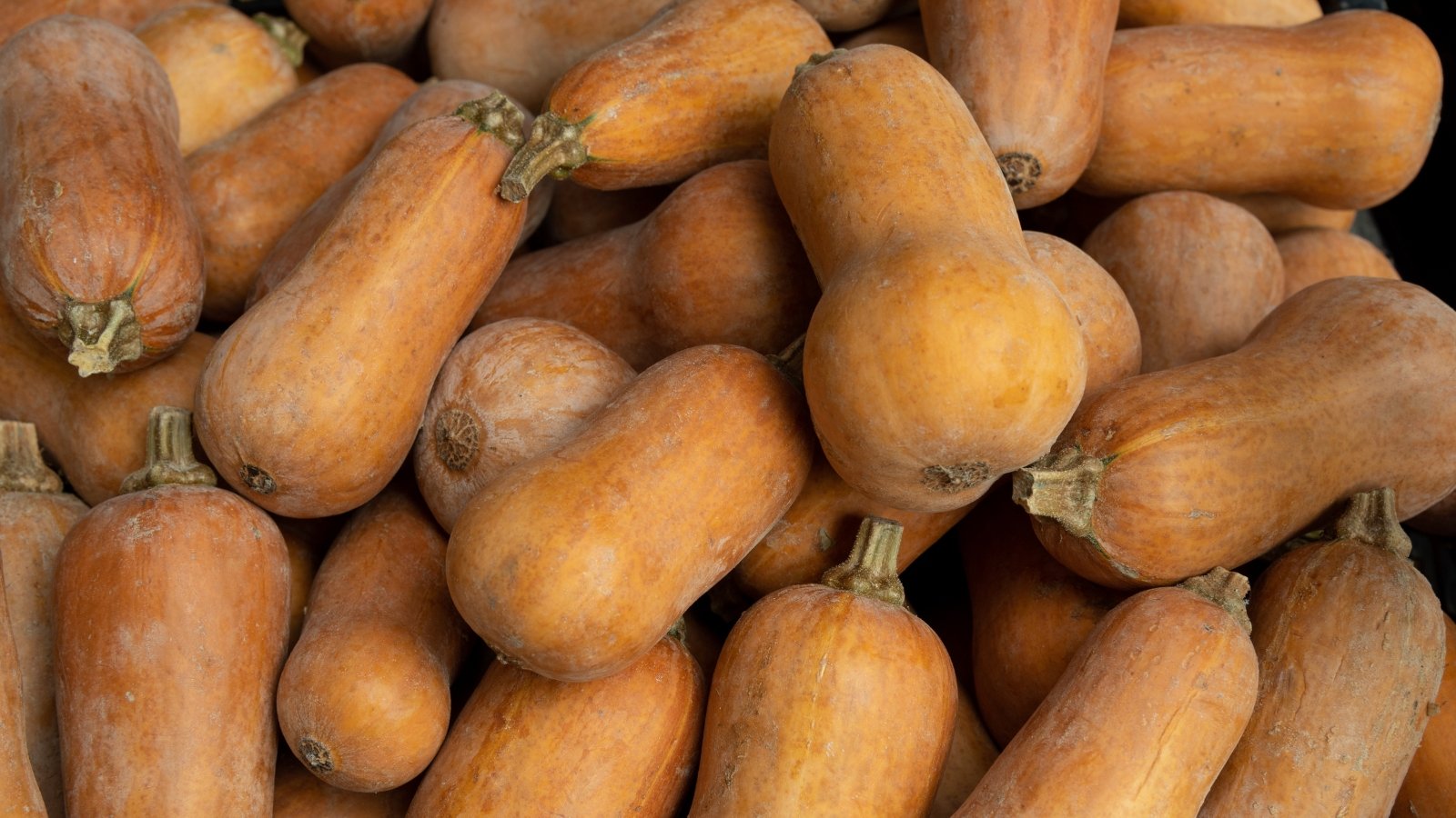 A pile of squash shows small, elongated fruits with smooth tan-orange skin and short green stems, stacked together.