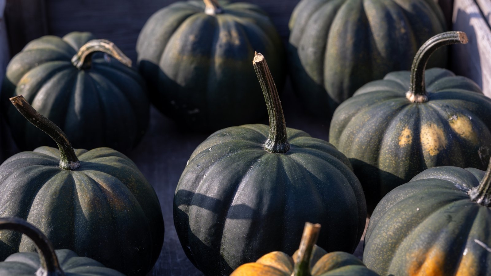 Rows of dark, nearly black, round fruits with smooth rinds and faint ribbing are neatly arranged in a large wooden crate.