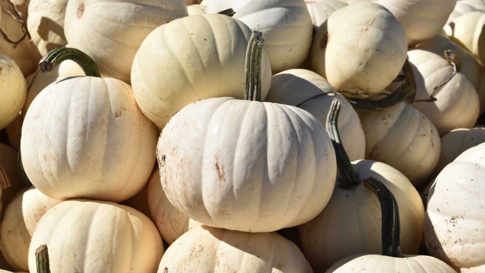 A pile of smooth, ghostly white pumpkins with round to slightly flattened shapes and faint ribbing.