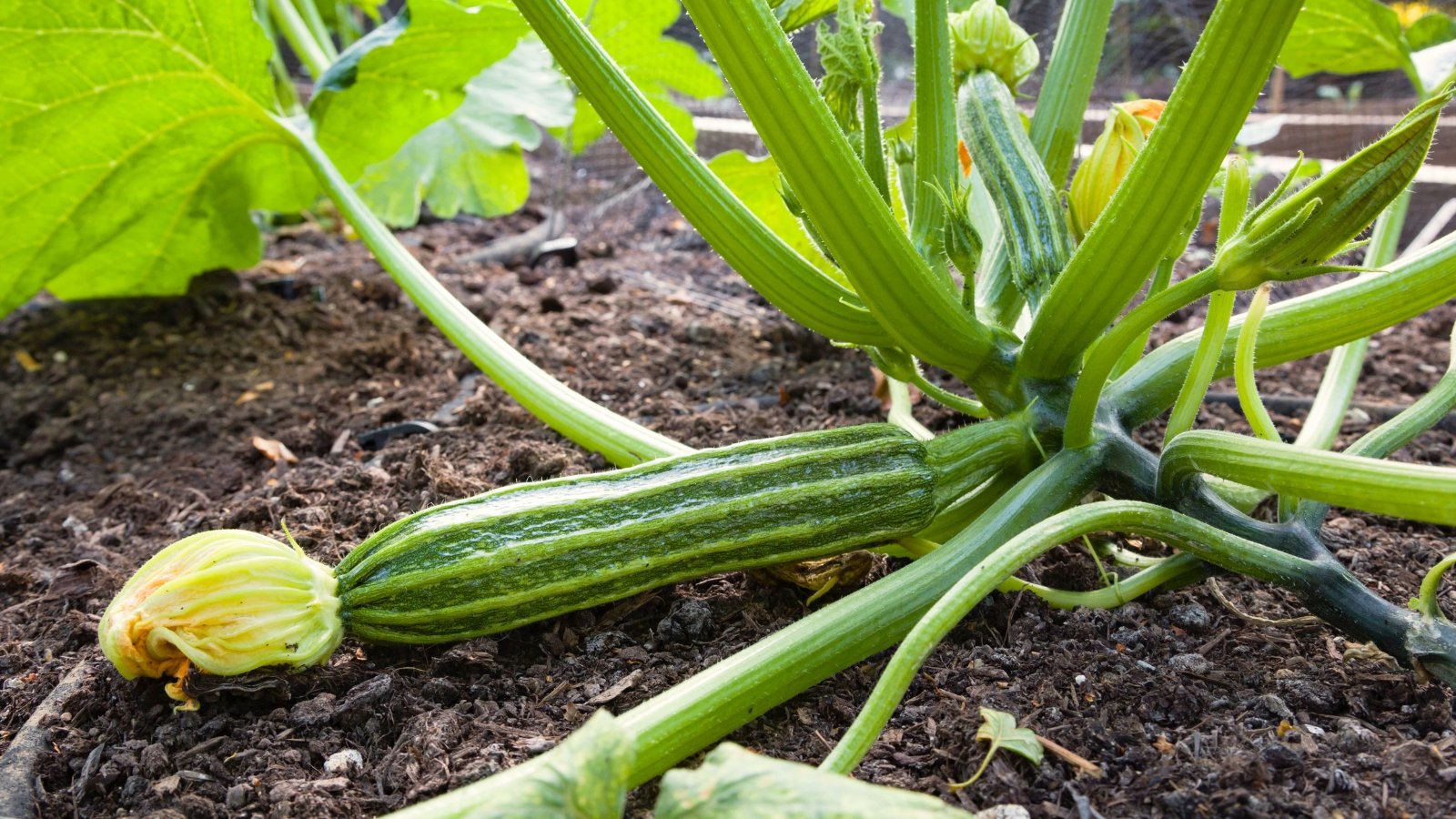 Thick, ridged stems support large, deeply lobed dark green leaves, while ribbed, elongated fruits with a glossy surface grow nestled among the foliage.