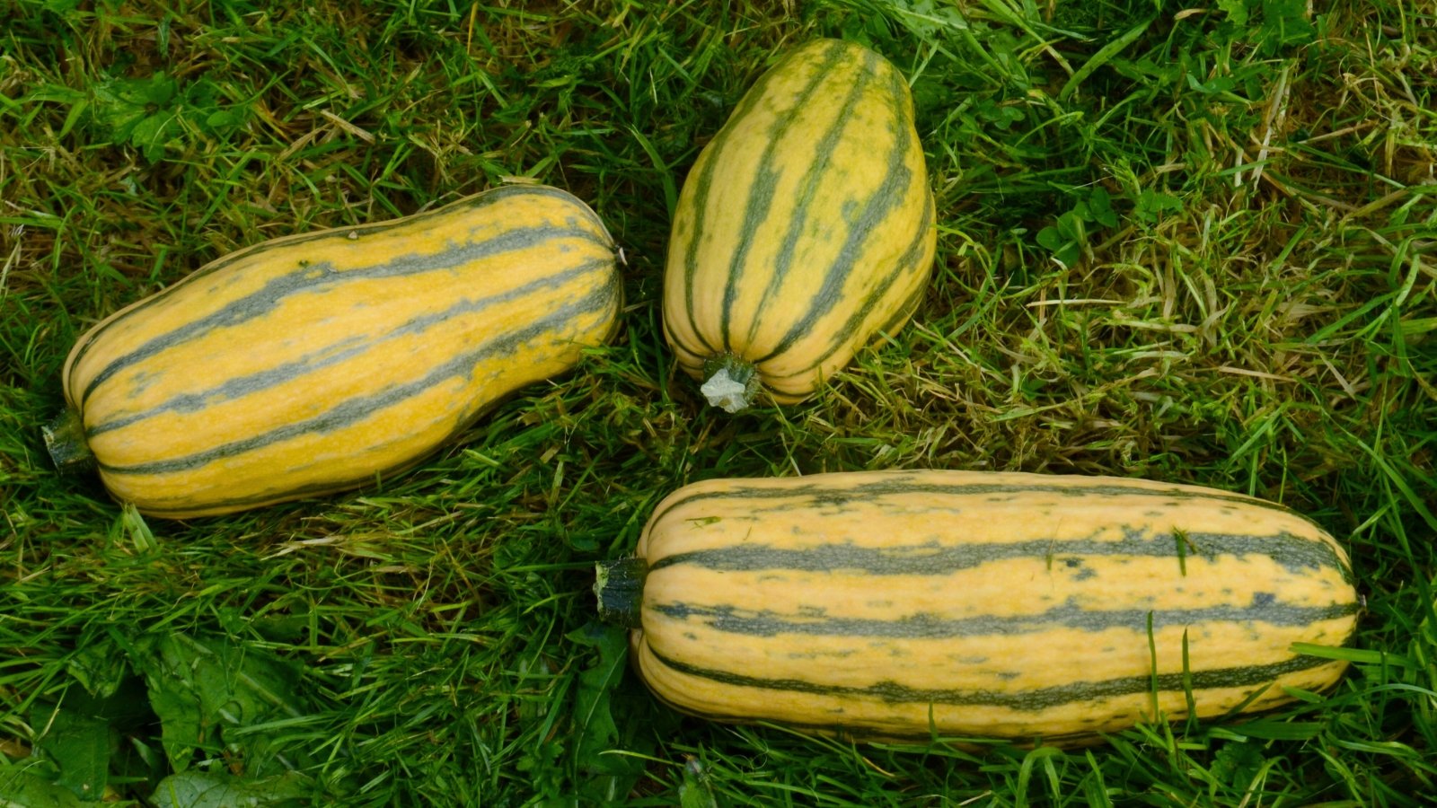 Three slender squash fruits with a pale yellow base and dark green stripes are positioned on the grass.