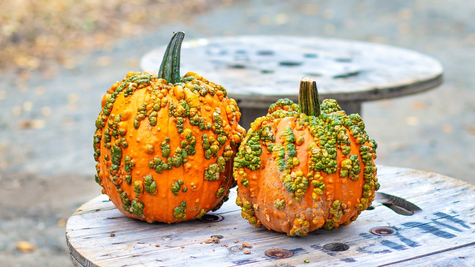 Two striking pumpkins with dark green and bright orange mottled skin, heavily covered in large, knobby warts, sit side by side on a wooden table outdoors.