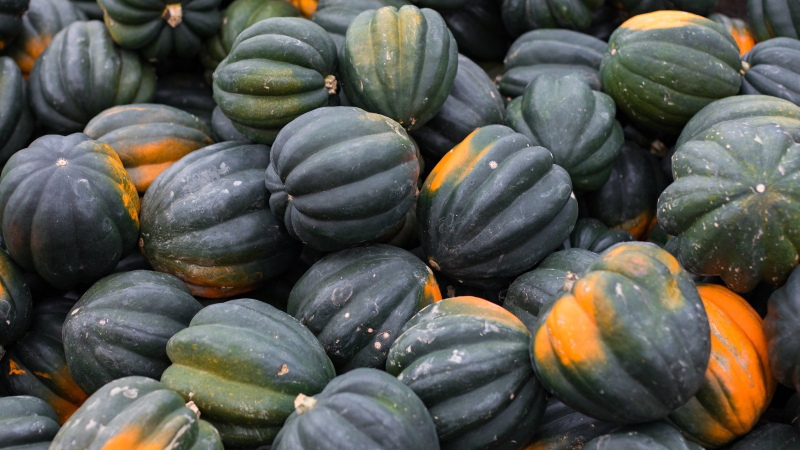 A pile of acorn-shaped squash with glossy dark green skin, orange spots, and distinctive ridges rests together.