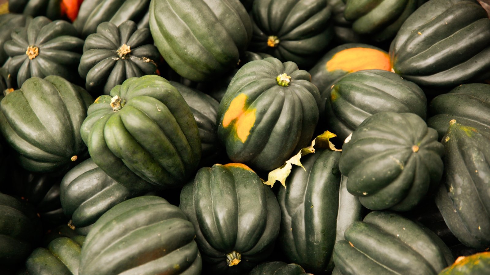 A large pile of ribbed, round to slightly flattened green fruits with smooth, glossy skin is stacked together.