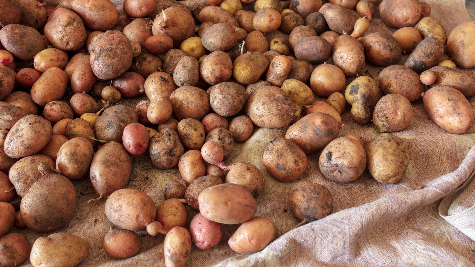 Potatoes with rough, earthy skins are scattered across a cloth, left to cure and dry after harvesting.