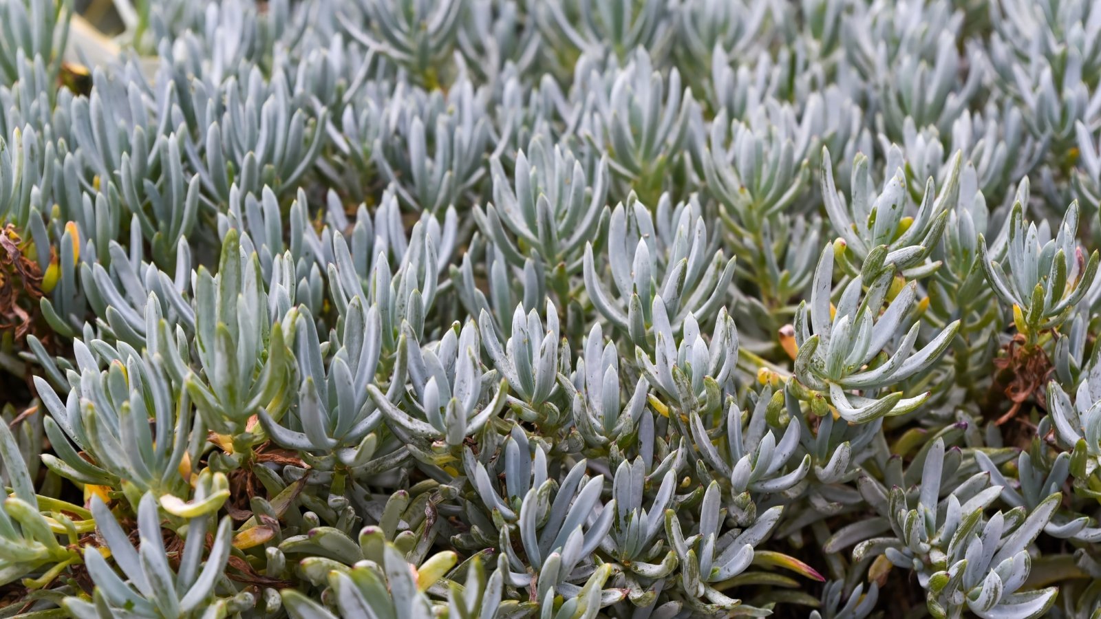 A sprawling succulent with slender, finger-like blue-gray leaves that form dense clusters, creating a striking silvery-blue carpet-like effect.