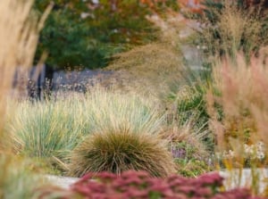 Cut back ornamental grass with lovely varieties appearing healthy and lush in a fall garden placed under sunlight with various types of foliage
