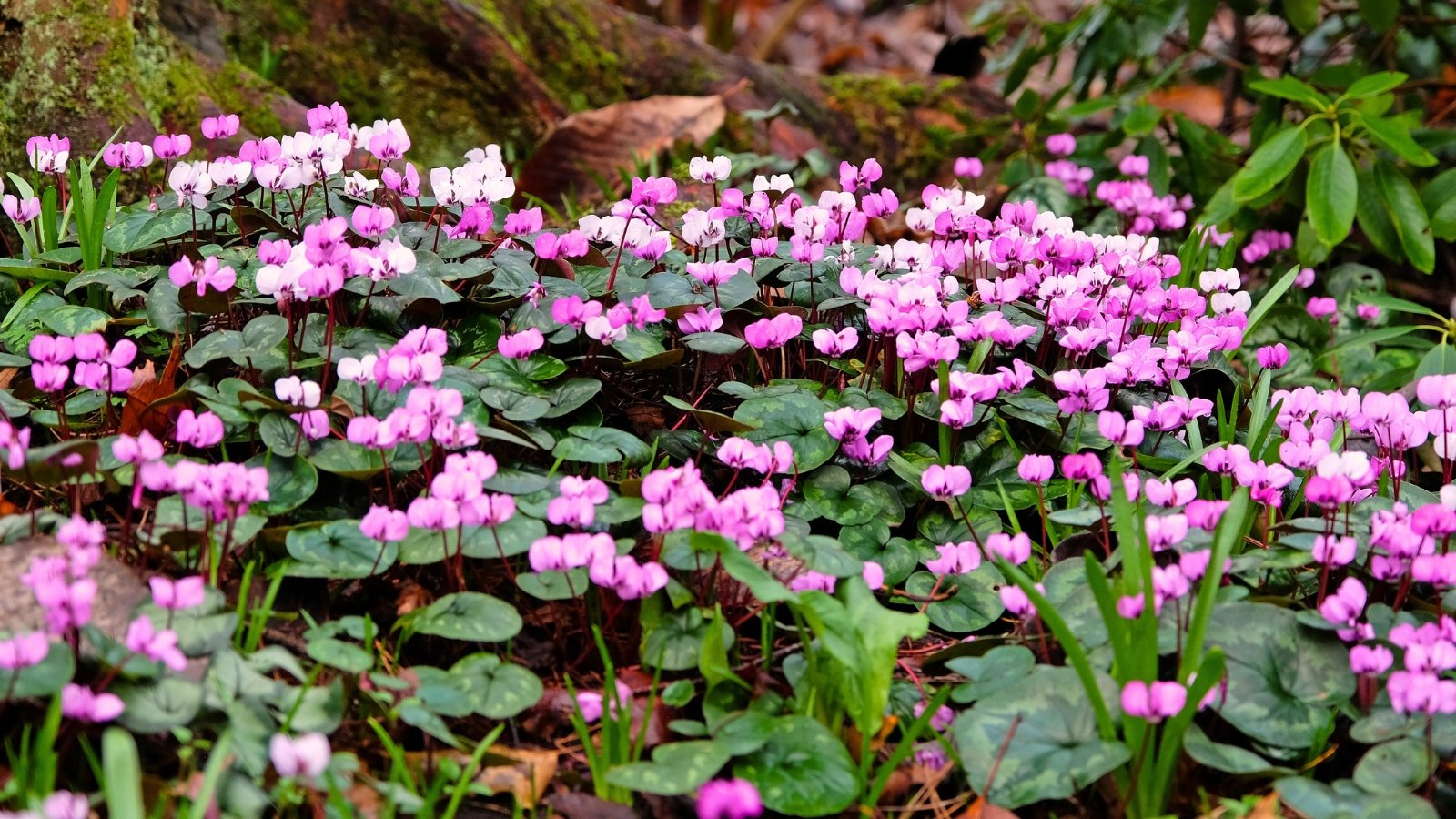 A dense carpet of small, pale pink to magenta flowers with five reflexed petals covering the ground among round, deep green leaves.
