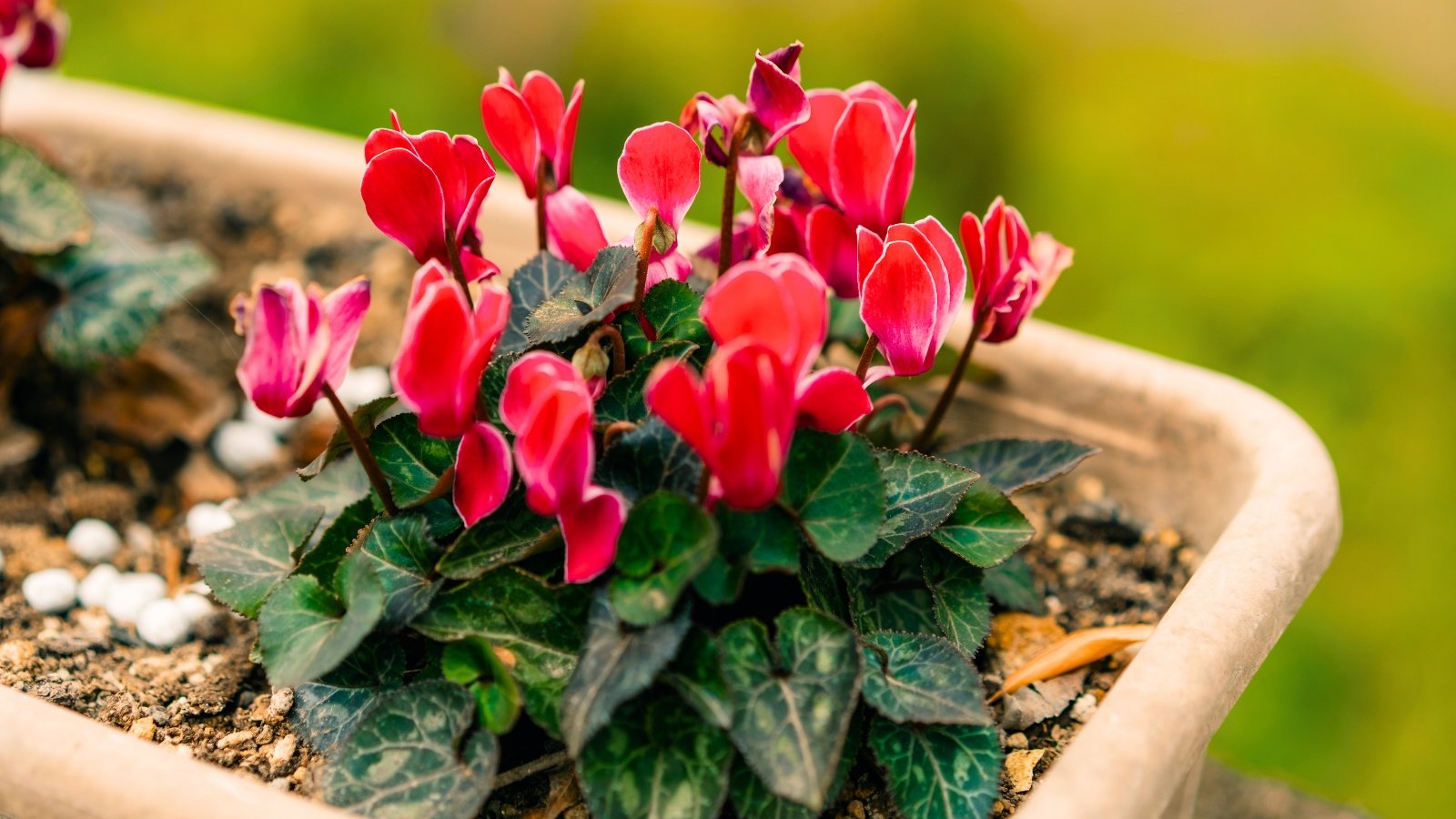 Small, intensely red flowers with swept-back petals rise on delicate stems above heart-shaped, dark green leaves mottled with silver.