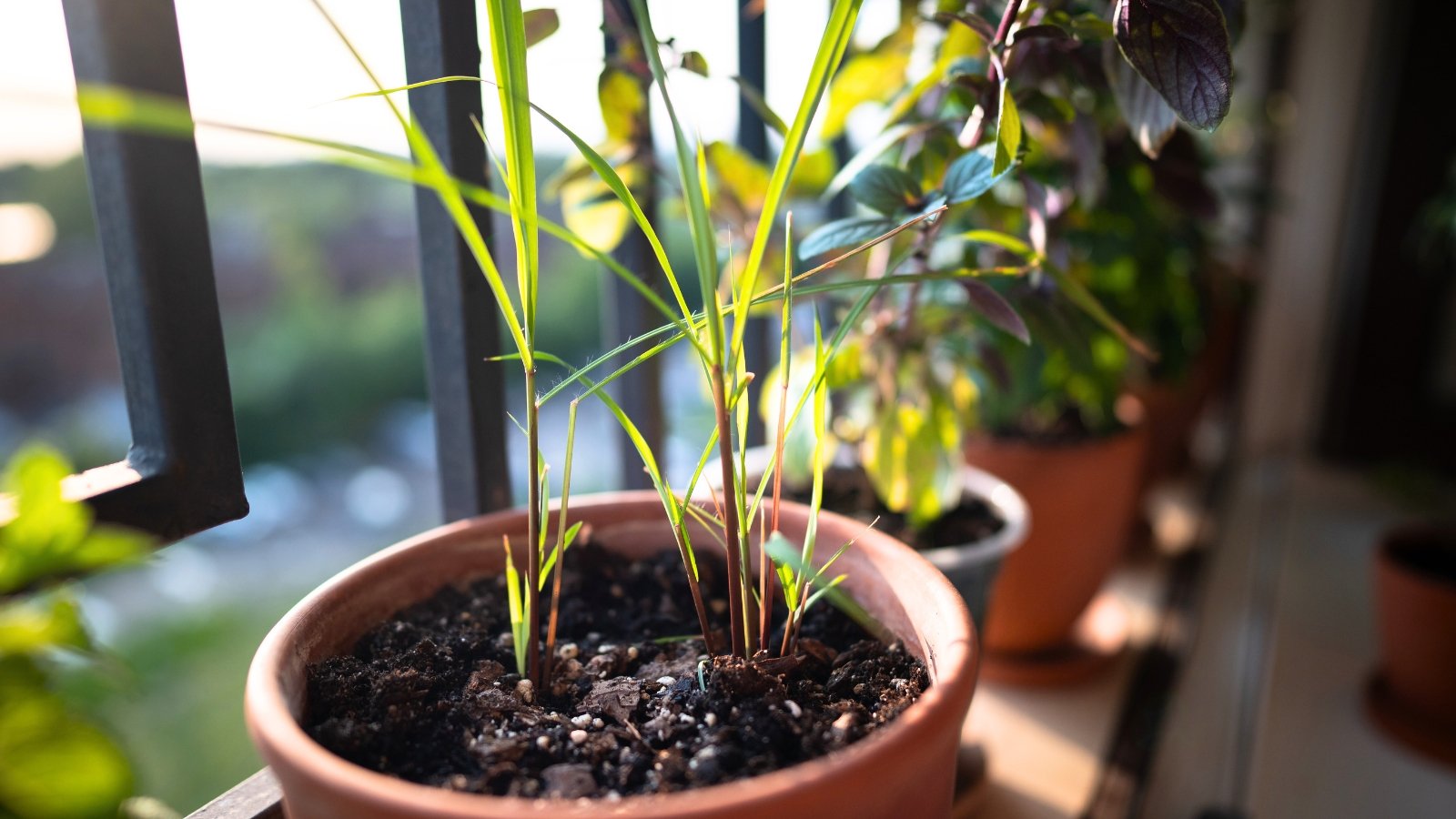 Long, narrow, upright blades of green foliage emerge from the soil, resembling a clump of grass.