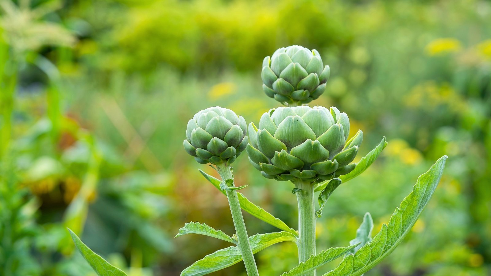 Three large, spherical, tightly furled green flower buds with overlapping, thick, scale-like bracts stand atop tall, stout stems.
