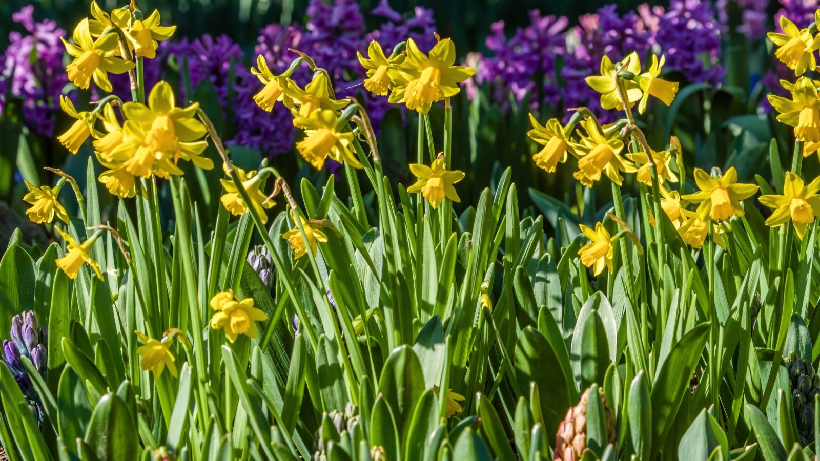 Bright yellow daffodil flowers bloom in the sunny garden, standing out against clusters of deep purple hyacinths.