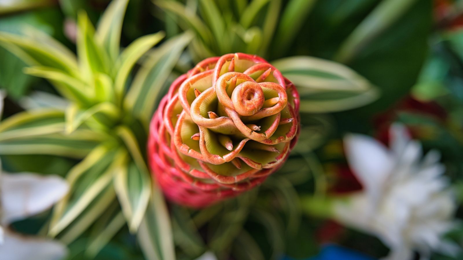 A lone red flower of the 'Darceyi’ variety of this plant appearing to have green leaves with white to cream edges