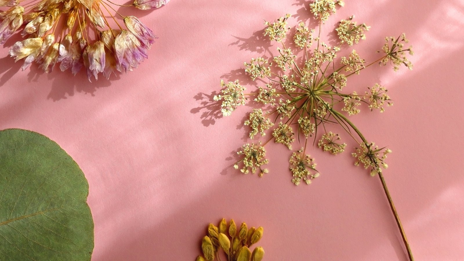 Intricate dried umbel-shaped flower cluster with fine branching stems and tiny beige blossoms pressed flat on a pink background.