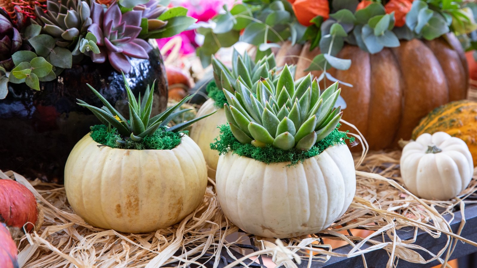 Small white pumpkins repurposed as decorative pots hold succulents planted in soil, accented with moss, featuring rosettes of grey-green fleshy triangular leaves alongside elongated narrow pointed dark green ones.