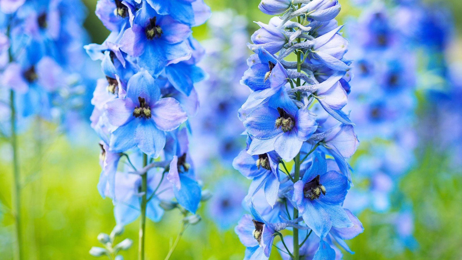 Two tall, vertical spires densely packed with light azure-blue flowers, each featuring a dark purplish-black central eye.