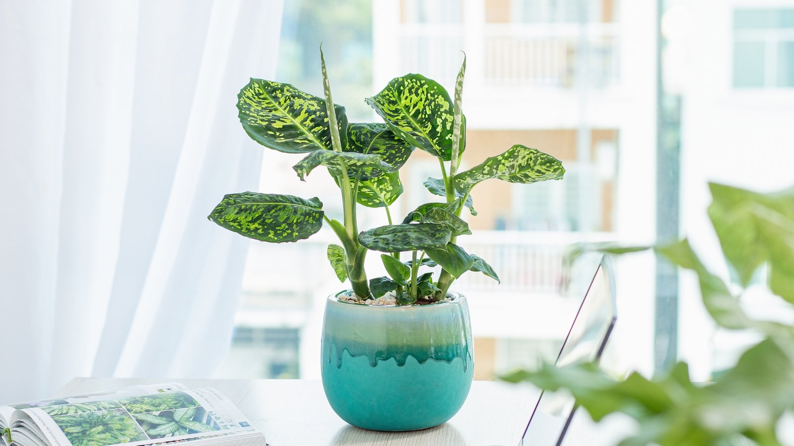 Plant with large, broad green leaves marked with creamy white patterns, growing in a blue ceramic pot on a desk in front of a window.
