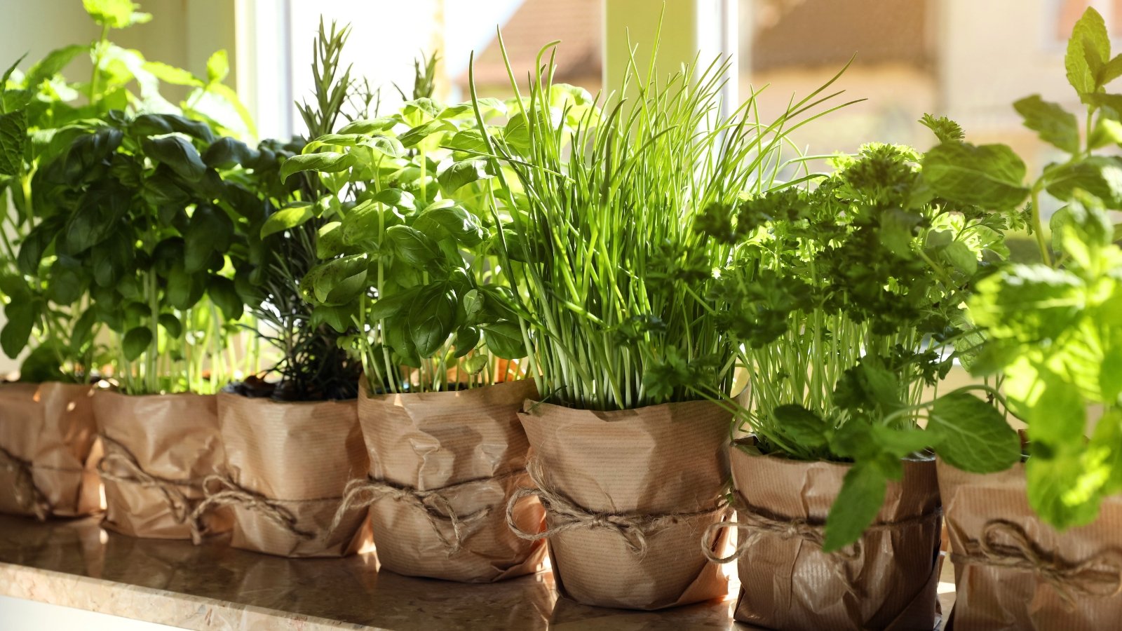Various aromatic herbs, including basil, mint, and lemongrass, grow in small pots on a windowsill indoors, their green leaves lush and vibrant.