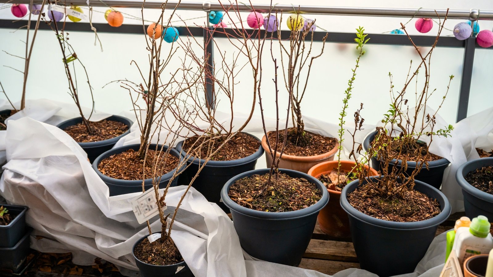 Various fruit trees and plants overwinter on a balcony in pots of different colors, with bare stems and branches.