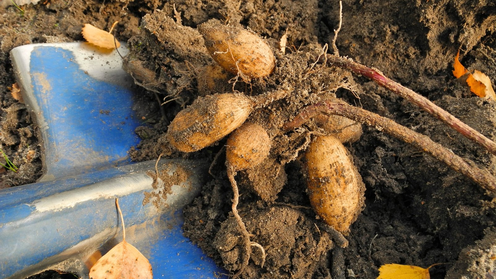 Close-up of a blue shovel digging dahlia tubers out of the soil.