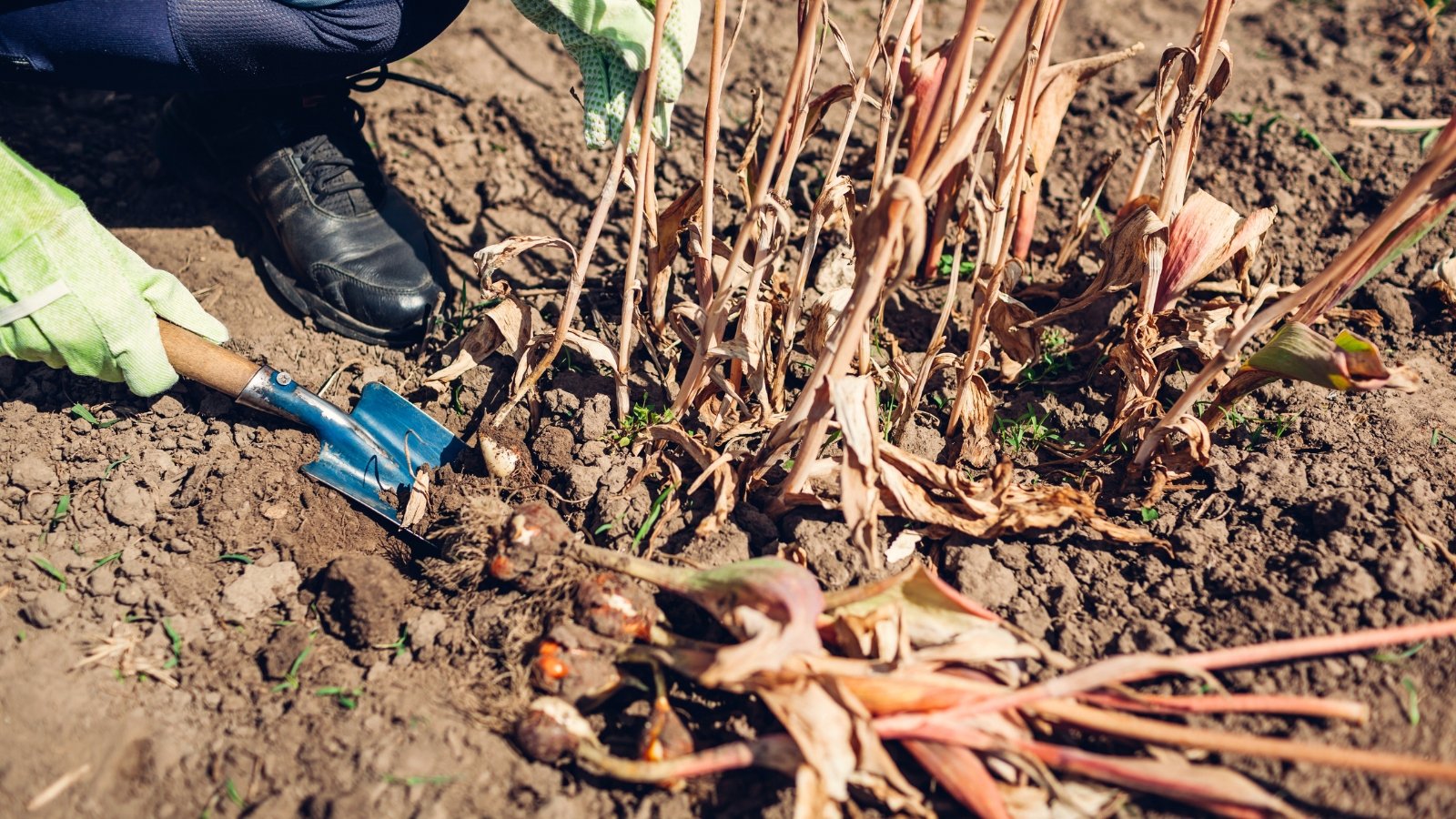 A gardener uses a small spatula to dig up tulip bulbs, lifting them from the soil with their dry stems and leaves attached.