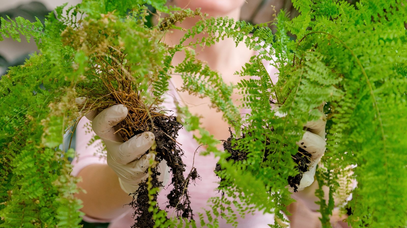 A woman wearing gloves holds a divided fern plant with visible roots and separated green fronds in her hands.