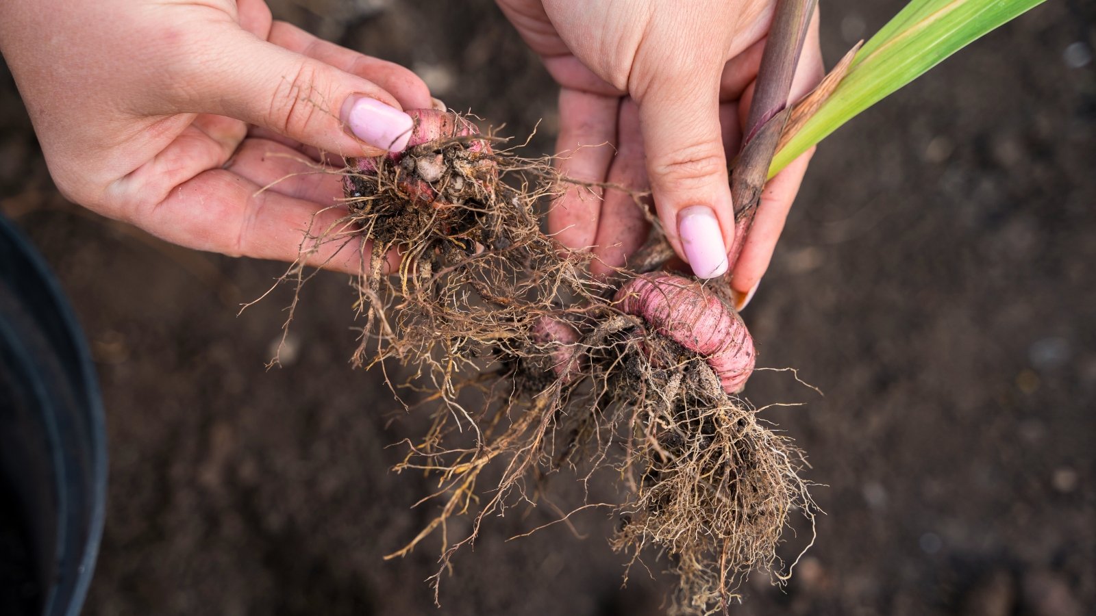 A male gardener carefully separates gladiolus bulbs, revealing their firm, rounded shapes and pale, textured surfaces.