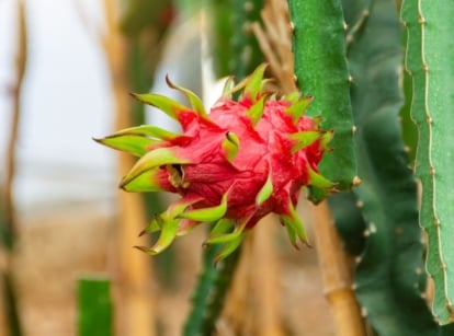 Dragon fruit raised beds having round berries with green spikes, attached to vivid green stems with spiny edges