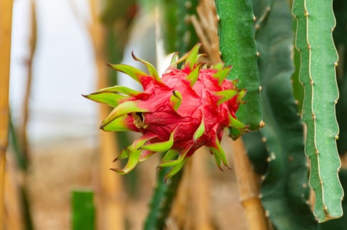 Dragon fruit raised beds having round berries with green spikes, attached to vivid green stems with spiny edges