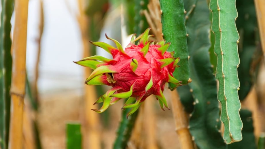 Dragon fruit raised beds having round berries with green spikes, attached to vivid green stems with spiny edges