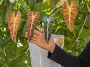 Drooping alocasia fix which can vary based on the cause, with a person using bare hand to hold the brown leaves