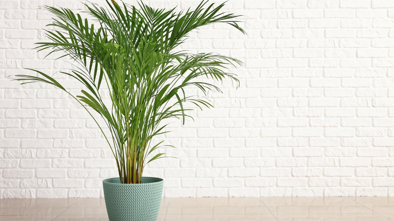 Clustering palm with multiple slender green stems topped with feathery arching fronds, growing in a blue decorative pot against a white brick wall.
