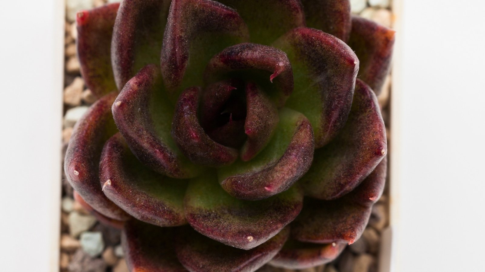 A small white pot holds a compact rosette with fleshy, tightly packed leaves in deep burgundy to nearly black tones, edged with subtle ruffles.