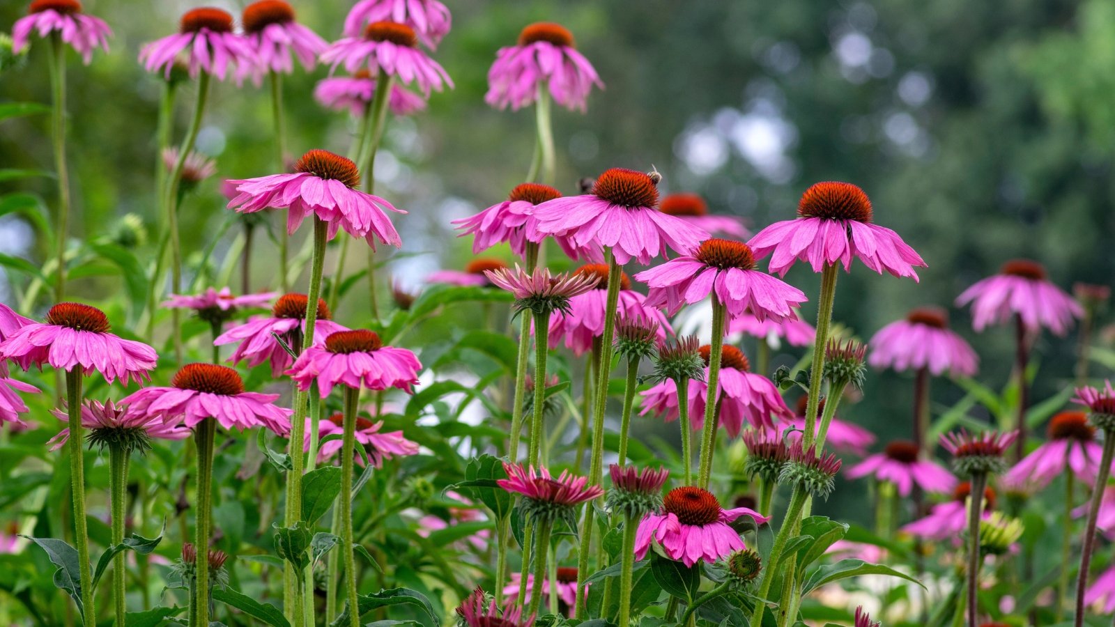 Tall stems bear large, daisy-like flowers with soft pink petals radiating around prominent orange-brown central cones, surrounded by lance-shaped green leaves.