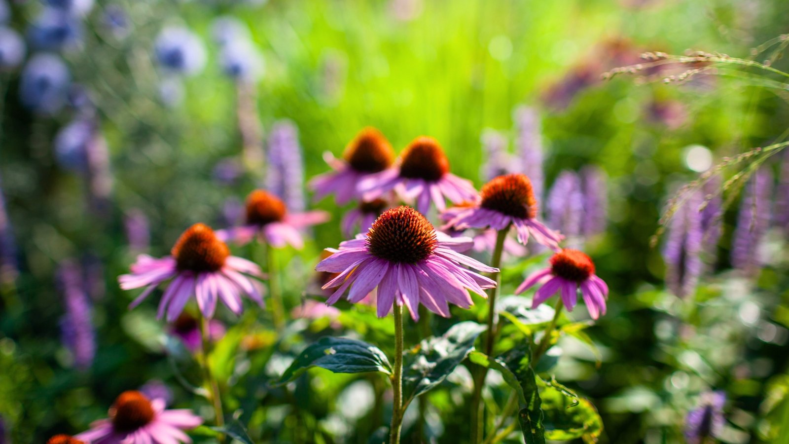 Composite flowers with stiff, cone-shaped reddish-brown centers surrounded by drooping, light magenta ray petals on tall, leafy stems.