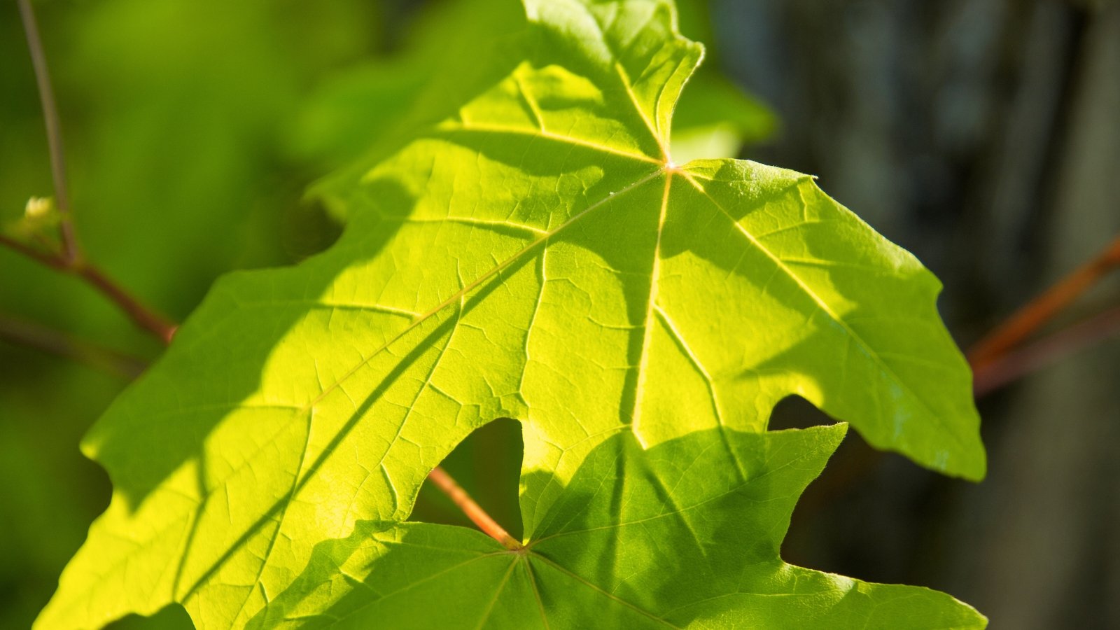 Large, heart-shaped leaves with a vibrant golden-yellow center fading to soft green edges, displaying prominent veins and a slightly textured surface.