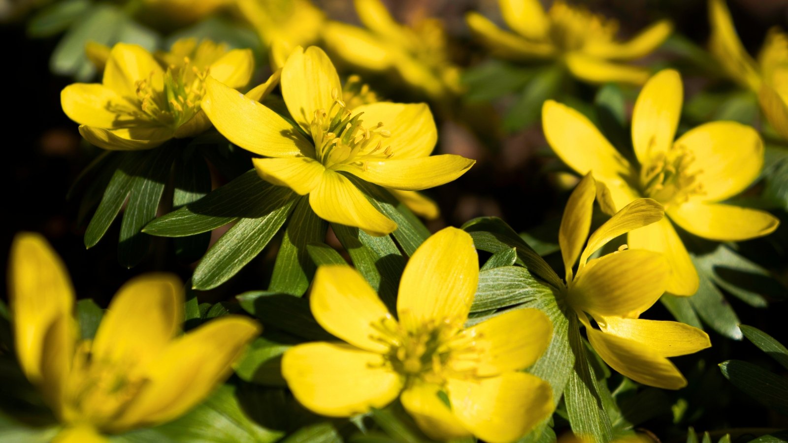 Bright yellow, cup-shaped flowers with numerous petals and a prominent yellow center bloom close to the ground among finely divided green leaf-like structures.